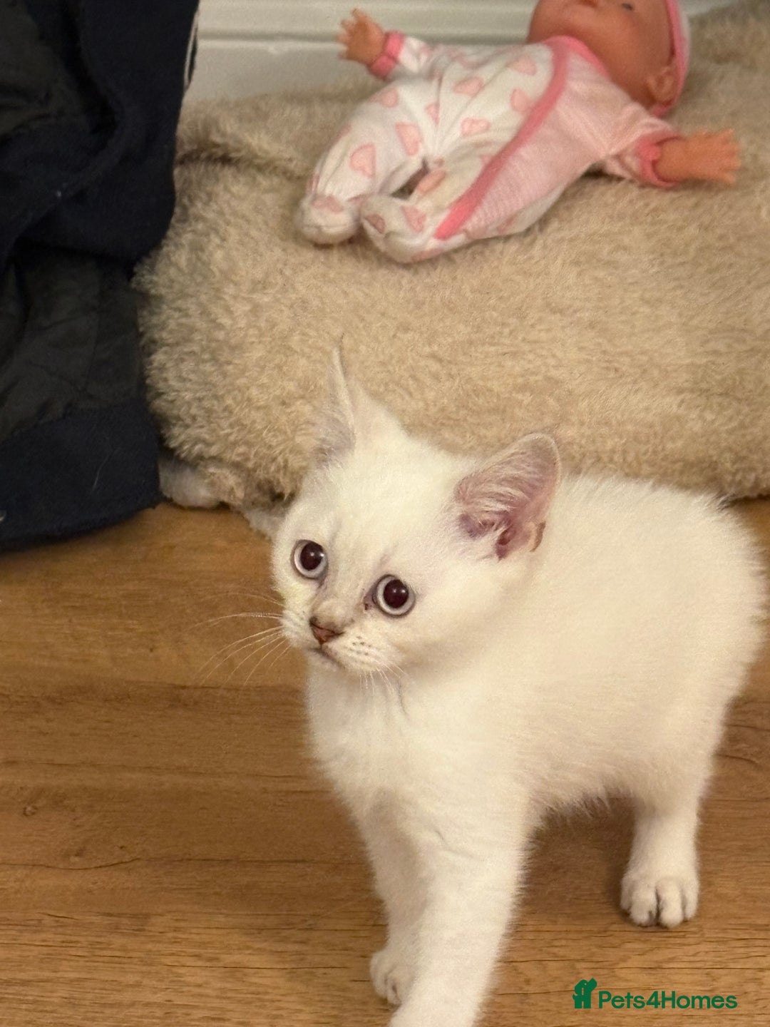 British Shorthair cats for sale: Two beautiful girls waiting for forever home  - Image 5