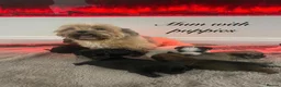 Shorkie dogs for sale: Shorkies Full vaccine £950 ready now - Advert 24