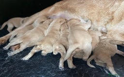 Labrador Retriever dogs for sale: Health Tested Working Labradors  - Image 5
