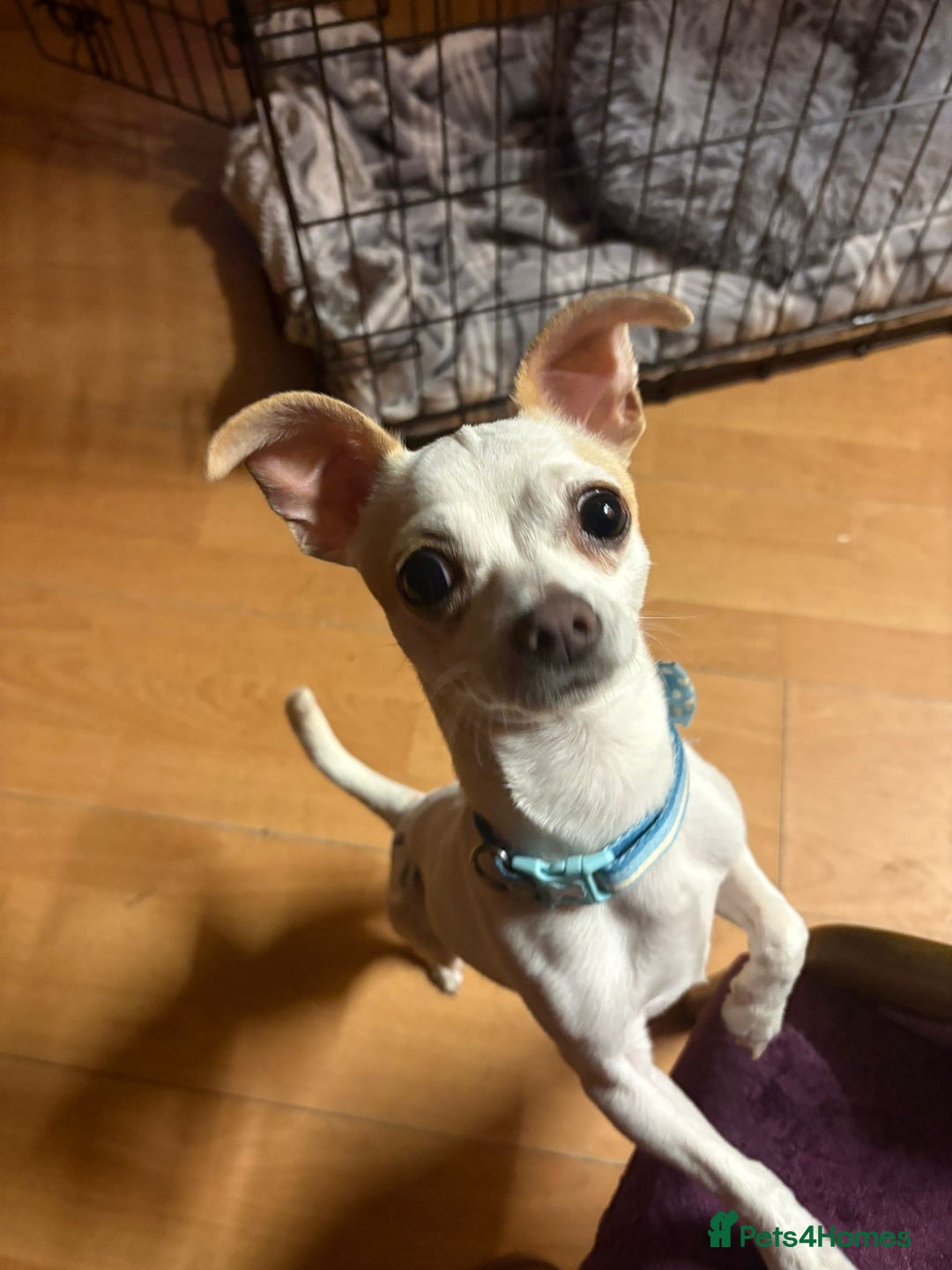 Mixed Breed dogs for sale: Smashing little Chi cross boy - Image 4