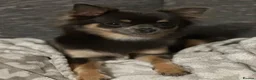 Chihuahua dogs for sale: Beautiful Female Chihuahua Puppy – “Squeak” - Advert 4