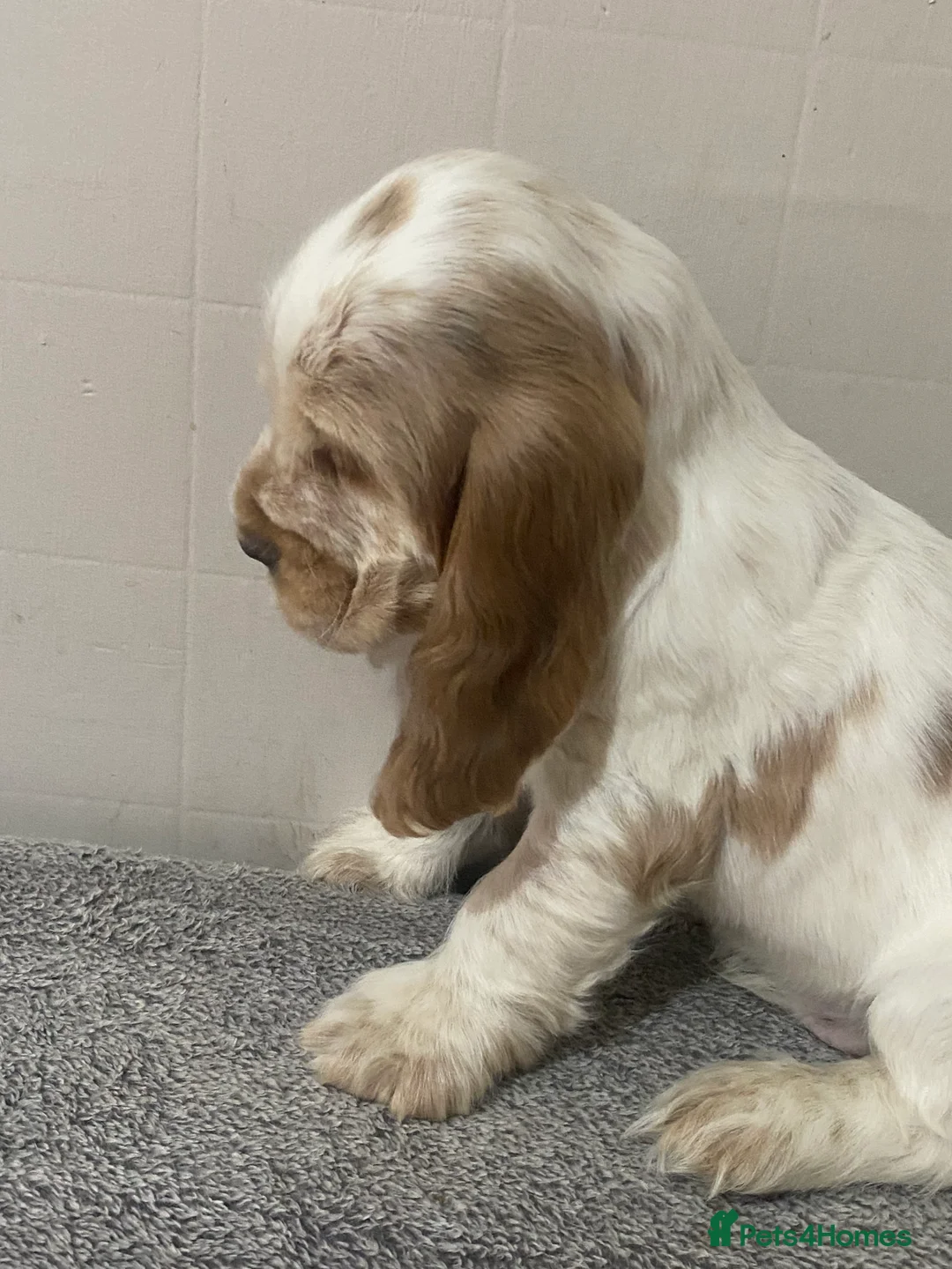 Cocker Spaniel dogs for sale: ‘Show Type’ Cocker Spaniel Puppies. KC Registered. - Advert 9