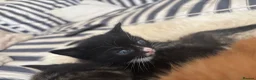 Mixed Breed cats for sale: Beautiful tabby kittens - Advert 10