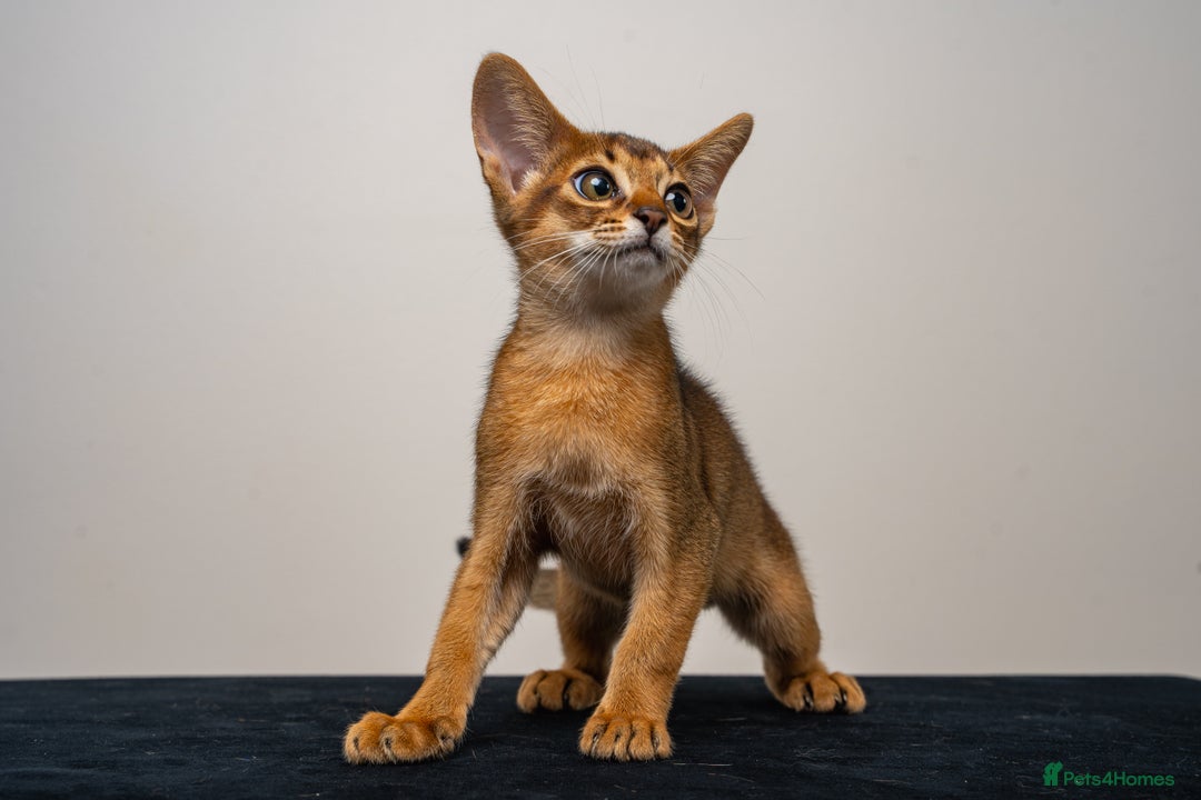 Abyssinian cats for sale:  Champions  Line Romeo-TICA reg. Abyssinian Beauty - Image 19