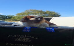 Cavalier King Charles Spaniel dogs for sale: 2 Female King Charles Cavaliers   - Advert 9