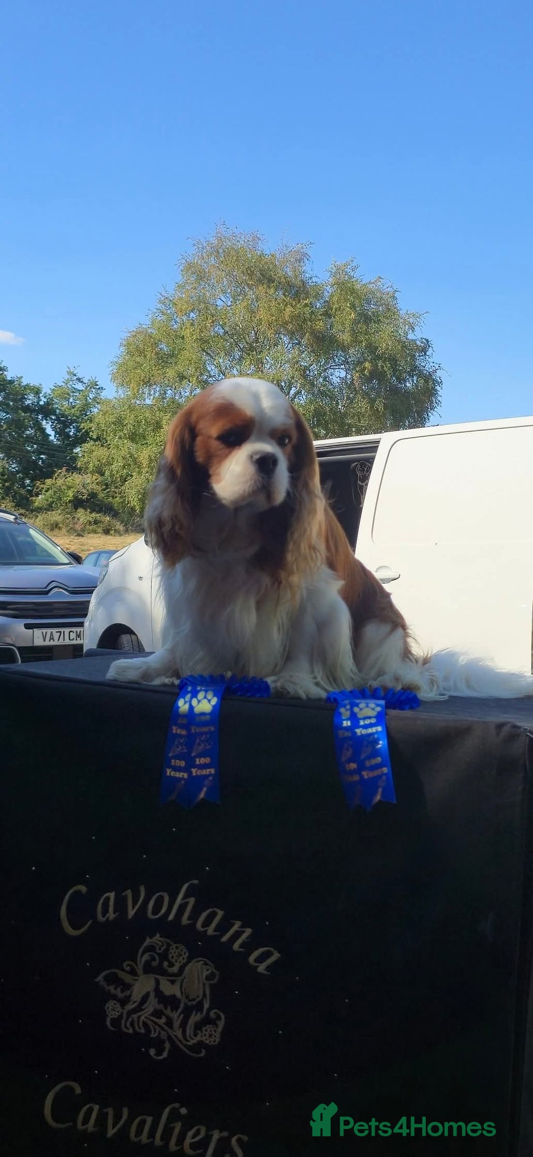 Cavalier King Charles Spaniel dogs for sale: 2 Female King Charles Cavaliers   - Advert 9