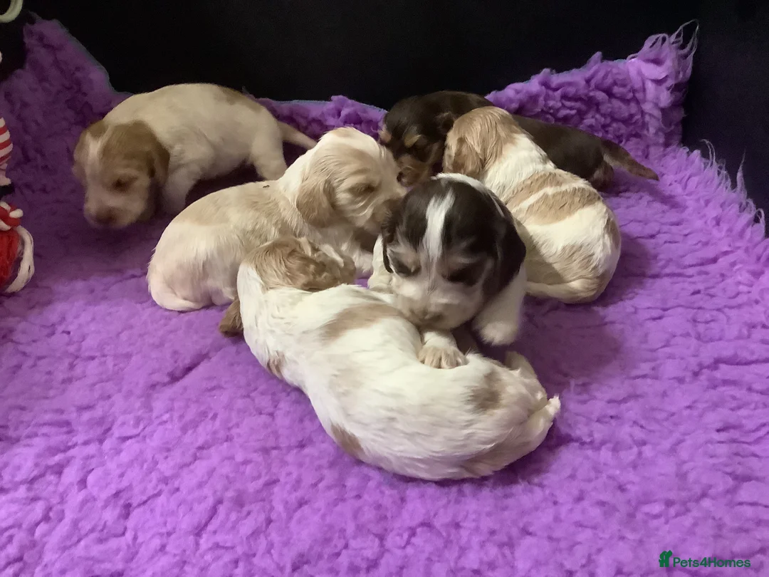 Cocker Spaniel dogs for stud: KC Reg Show Cocker Spaniel- Extensively DNA tested in Warrington - Advert 32