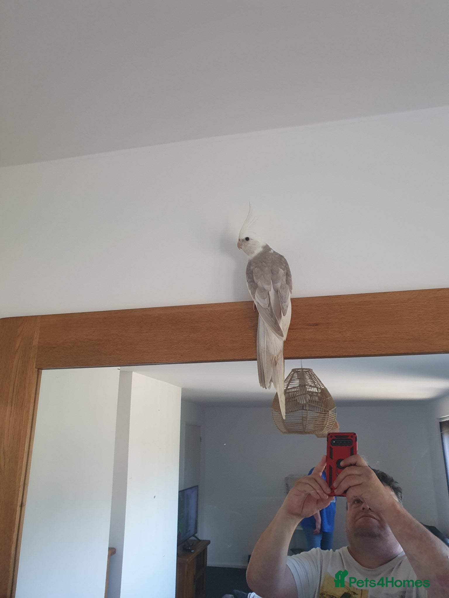 Cockatiels birds White face cockatiel  - Advert 2