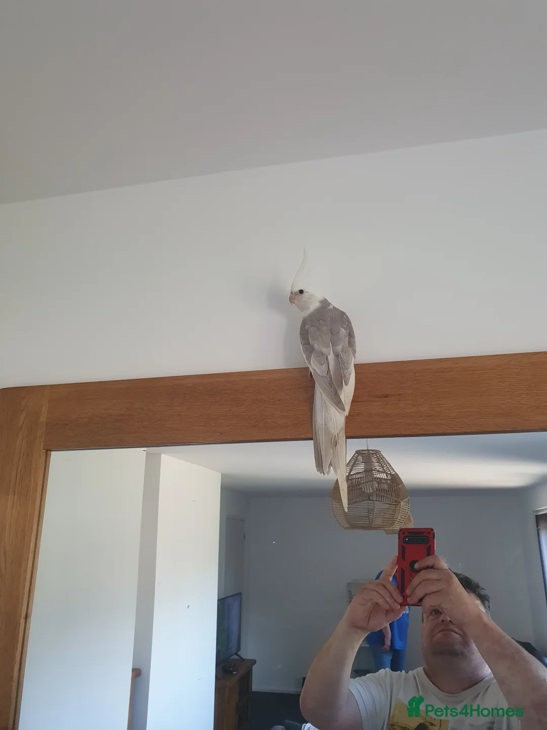 Cockatiels birds for sale: White face cockatiel  - Advert 1