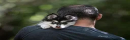 Pomsky dogs for sale: 3.5mnth old Ivy is looking for her special someone - Advert 7