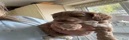 Cockapoo dogs for sale: F1 Cockapoos ..5🌟licenced breeder - Advert 9