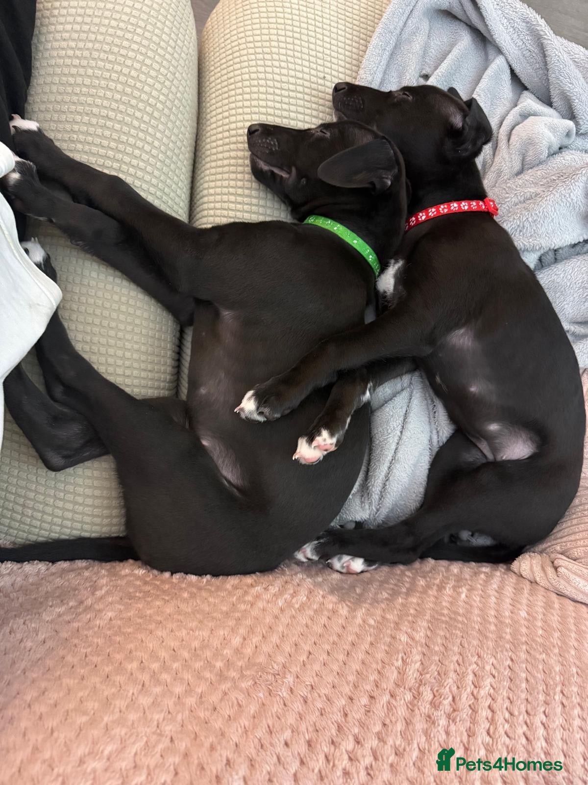 Whippet dogs KC black with white tip Whippet puppies - Advert 1