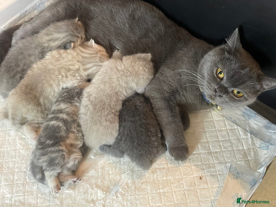 British Shorthair cats for sale: ❤️ British Shorthair kittens Stunning COLOURS 💙  - Image 1