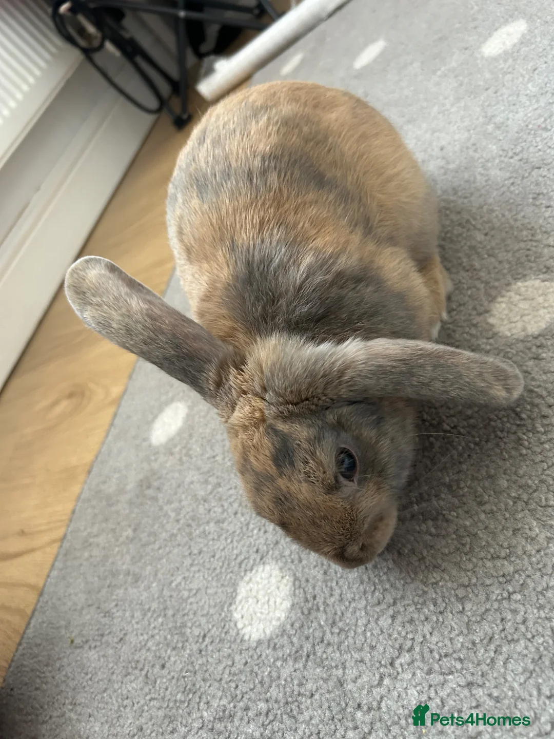 Mini Lop rabbits for sale: Rolo, 6 months - Advert 2