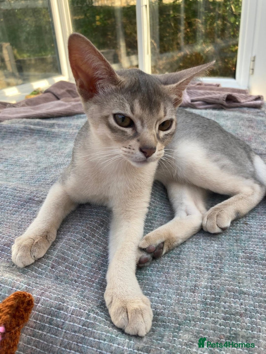 Abyssinian cats for sale: Beautiful Pedigree Abyssinian kitten - Image 4