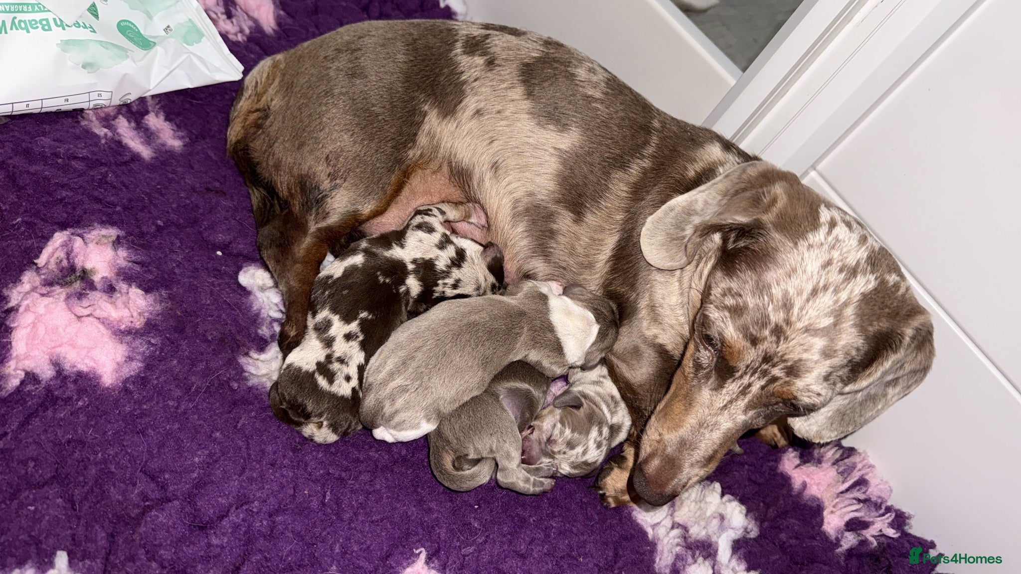 Miniature Dachshund dogs Stunning Health Tested Miniature Daxie Pups - Advert 3