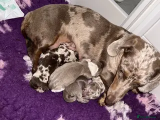 Miniature Dachshund dogs Stunning Health Tested Miniature Daxie Pups - Advert 7