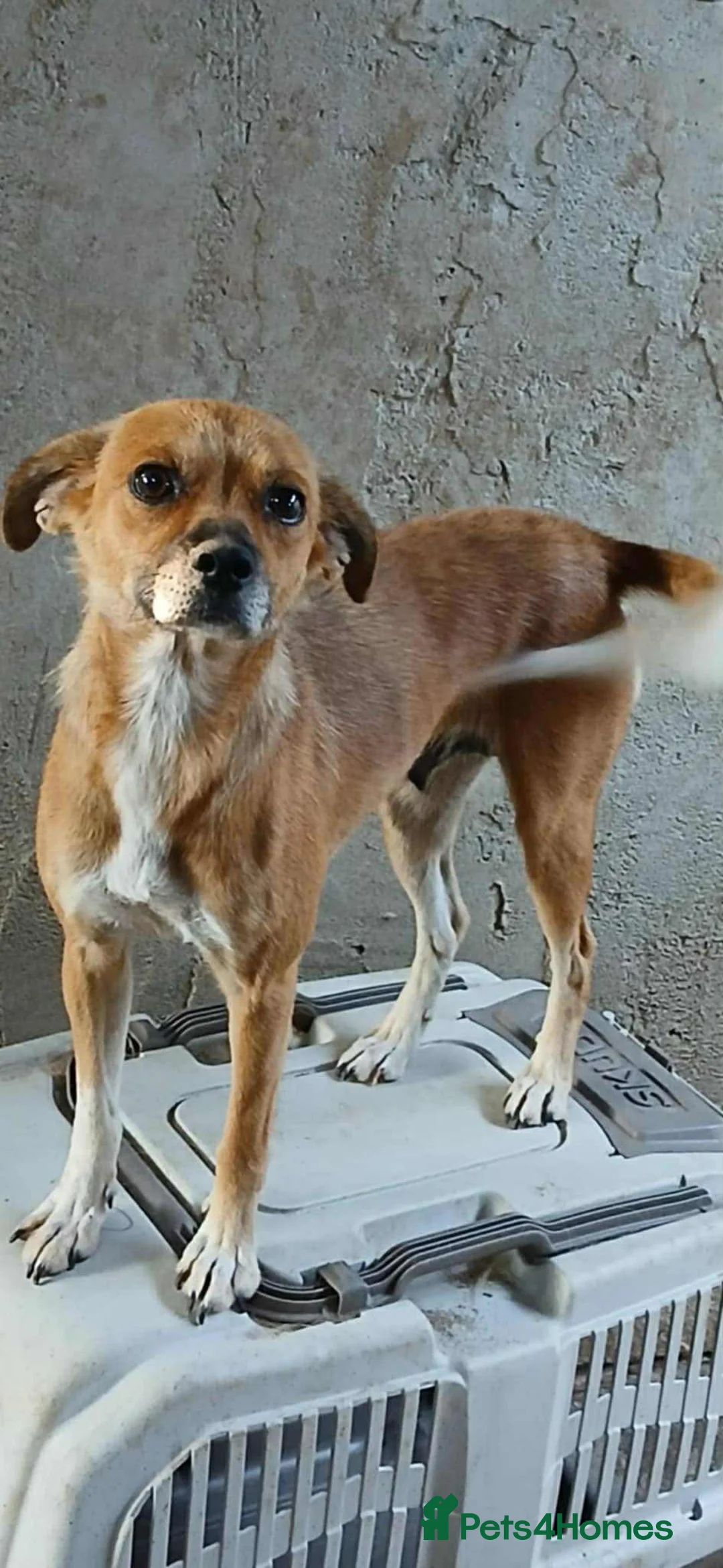 Mixed Breed dogs for adoption: Hazel - Norwich Norfolk  - Advert 17