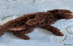 Cockapoo dogs for sale: Beautiful cockapoo puppies  - Image 13