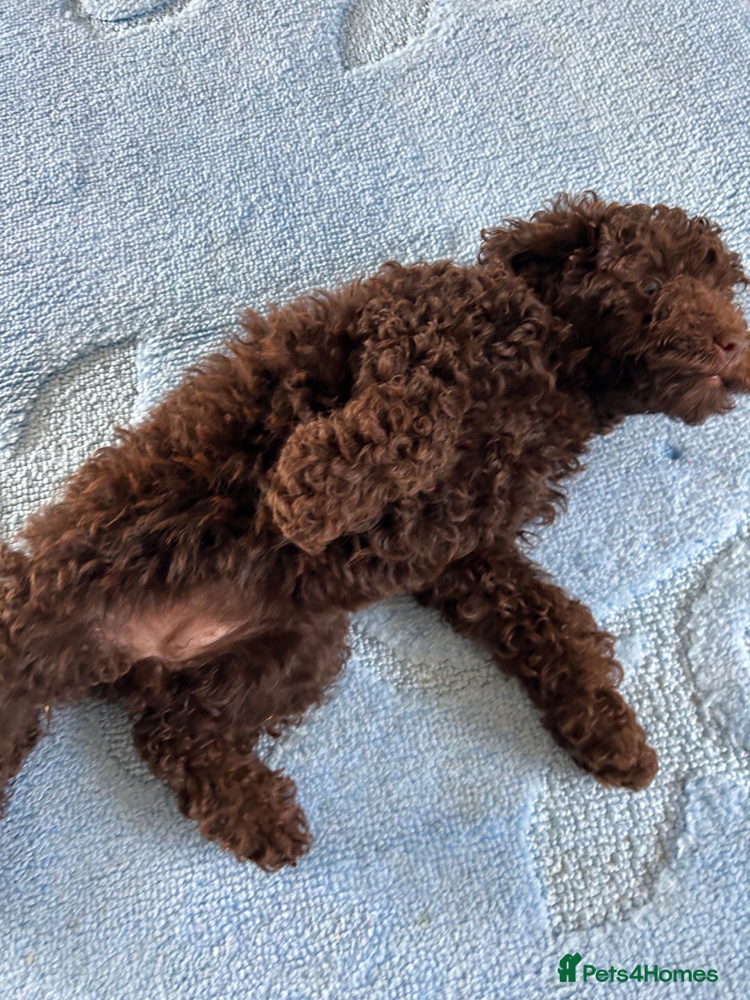 Cockapoo dogs for sale: Beautiful cockapoo puppies  - Image 13