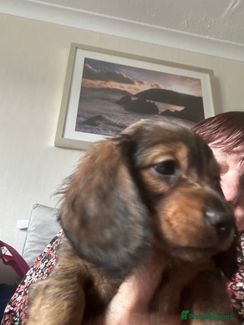 Miniature Dachshund dogs - Advert 4