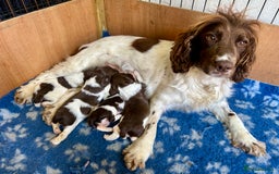 English Springer Spaniel dogs for sale: Springer Spaniel puppies - 2 boys left - Image 12
