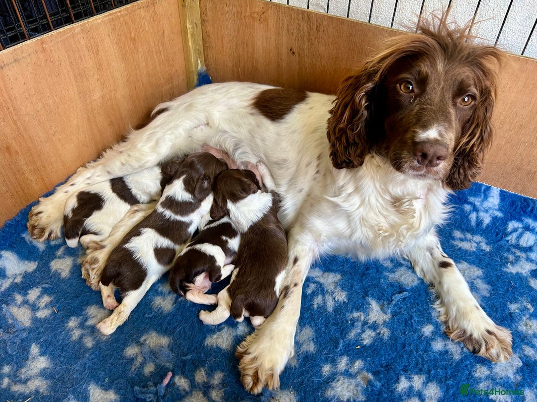 English Springer Spaniel dogs for sale: Springer Spaniel puppies - 2 boys left - Image 12