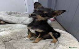 Chipoo dogs for sale: Male Mini Toy Poodle & Tea Cup Chihuahua - Image 4