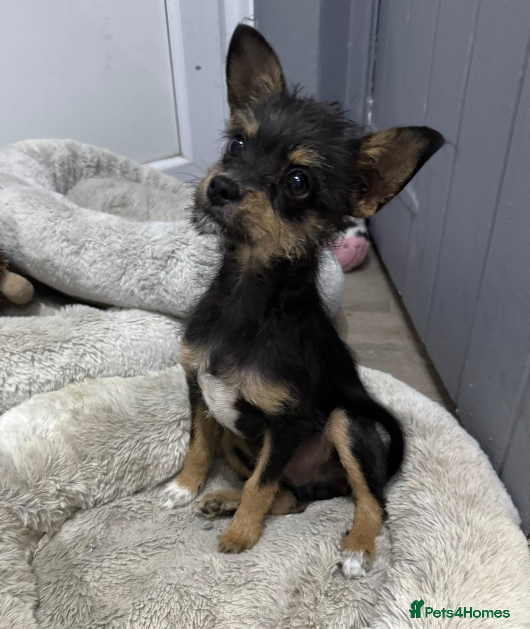 Chipoo dogs for sale: Male Mini Toy Poodle & Tea Cup Chihuahua - Image 4