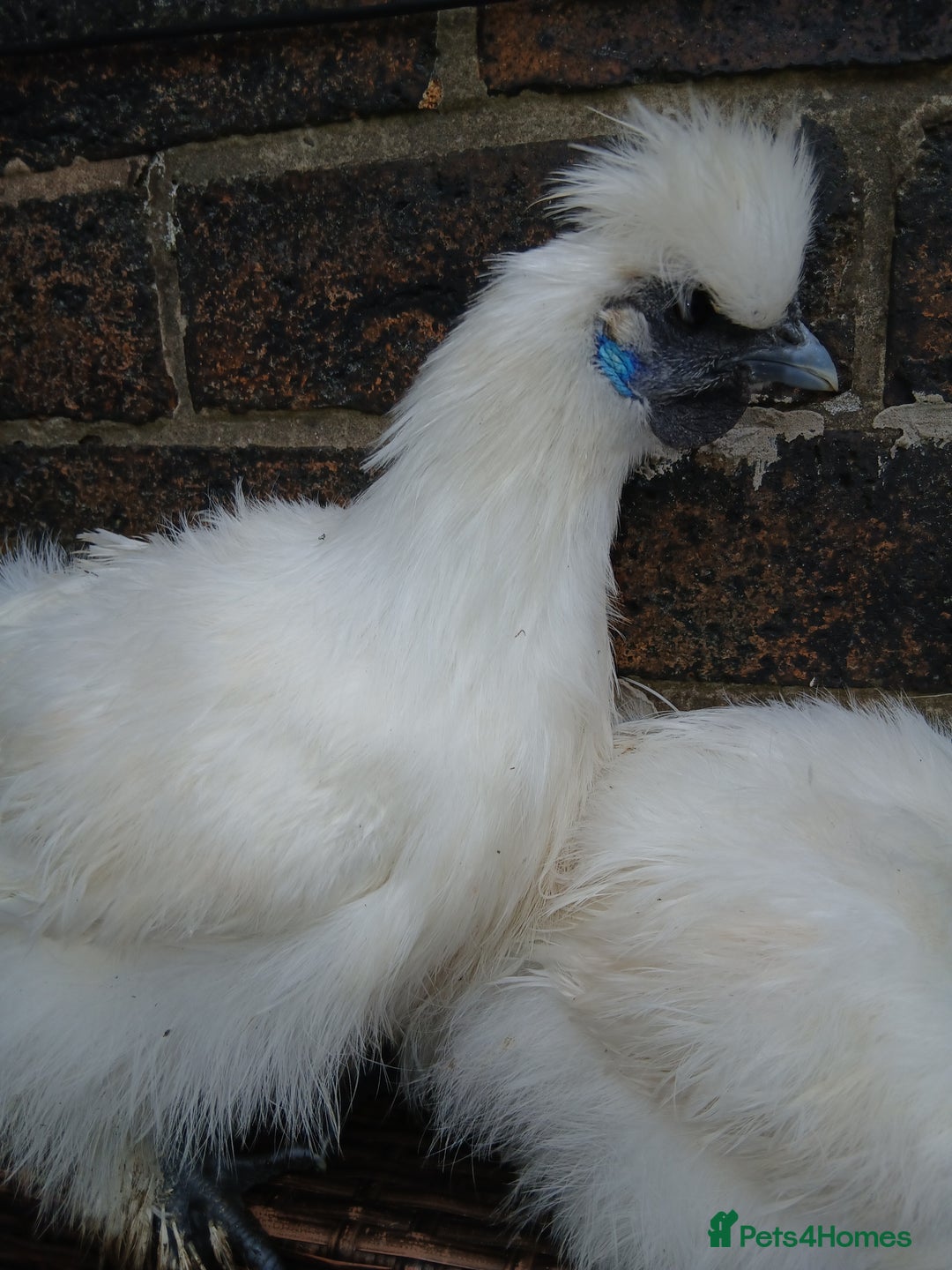 Chickens poultry for sale: Beautiful white silkie chicks  - Image 4
