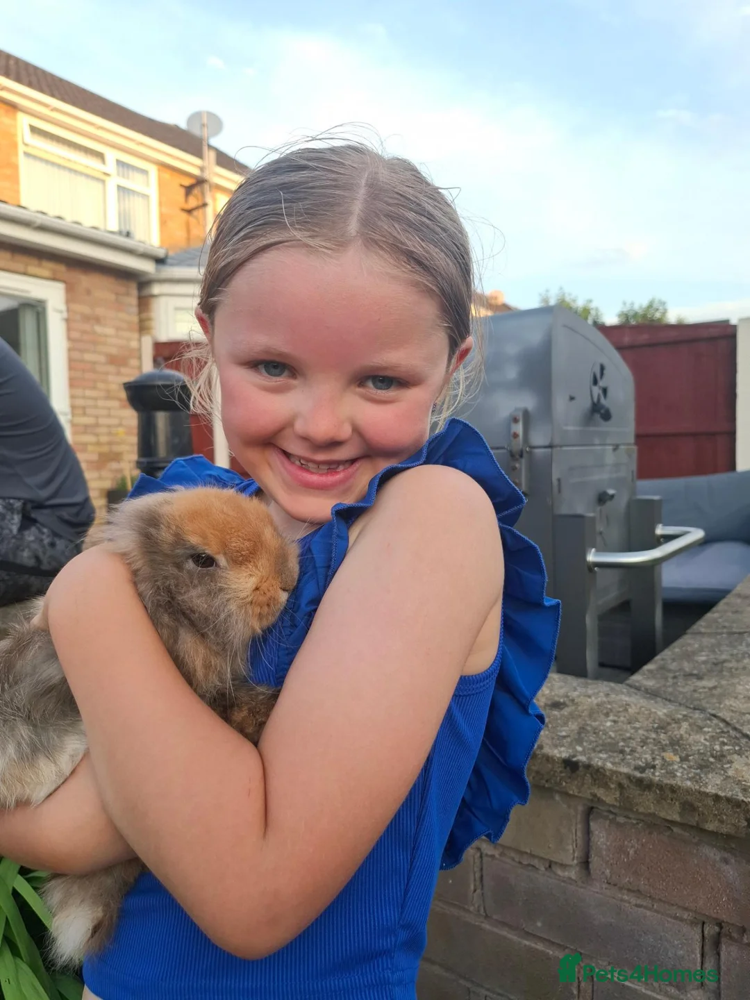 Mini Lion Lop rabbits for sale: Mini lion lop-oreo in Runcorn - Advert 6