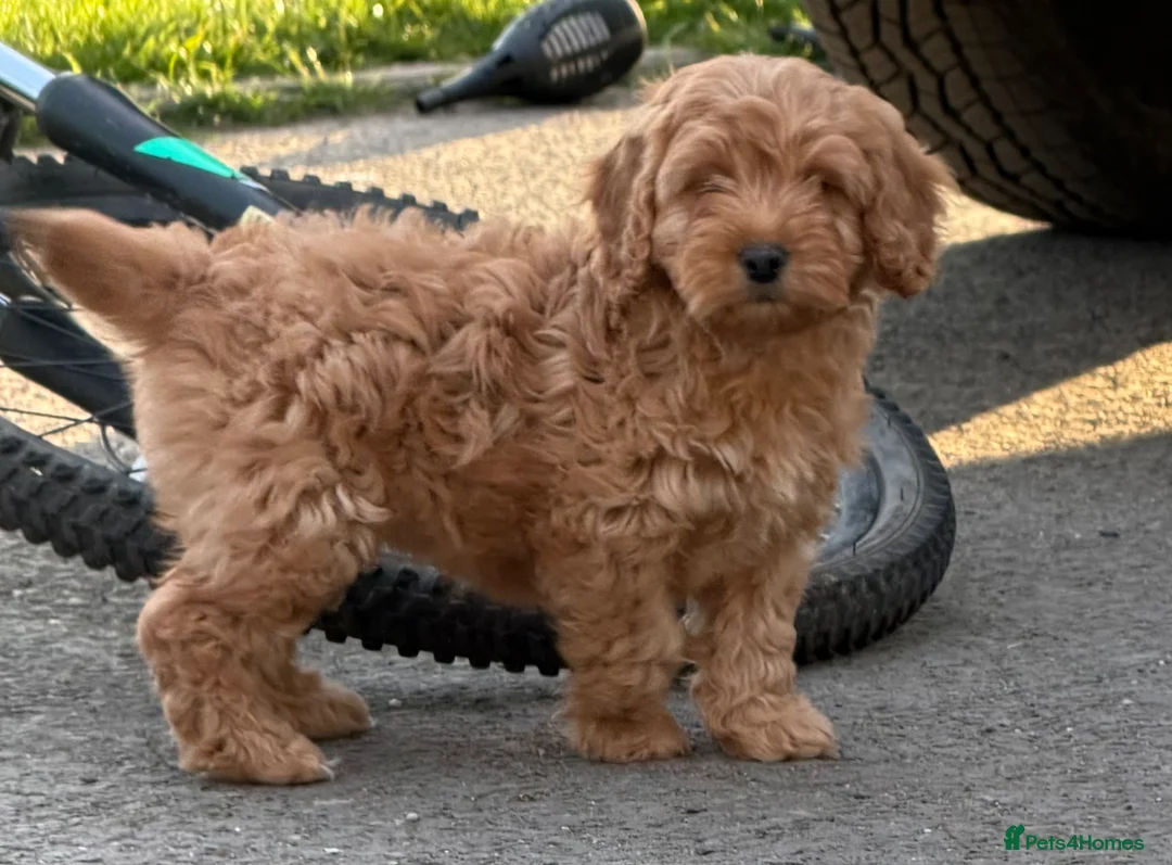 Cockapoo dogs for sale: Adorable F1 Cockapoo girl - Advert 1