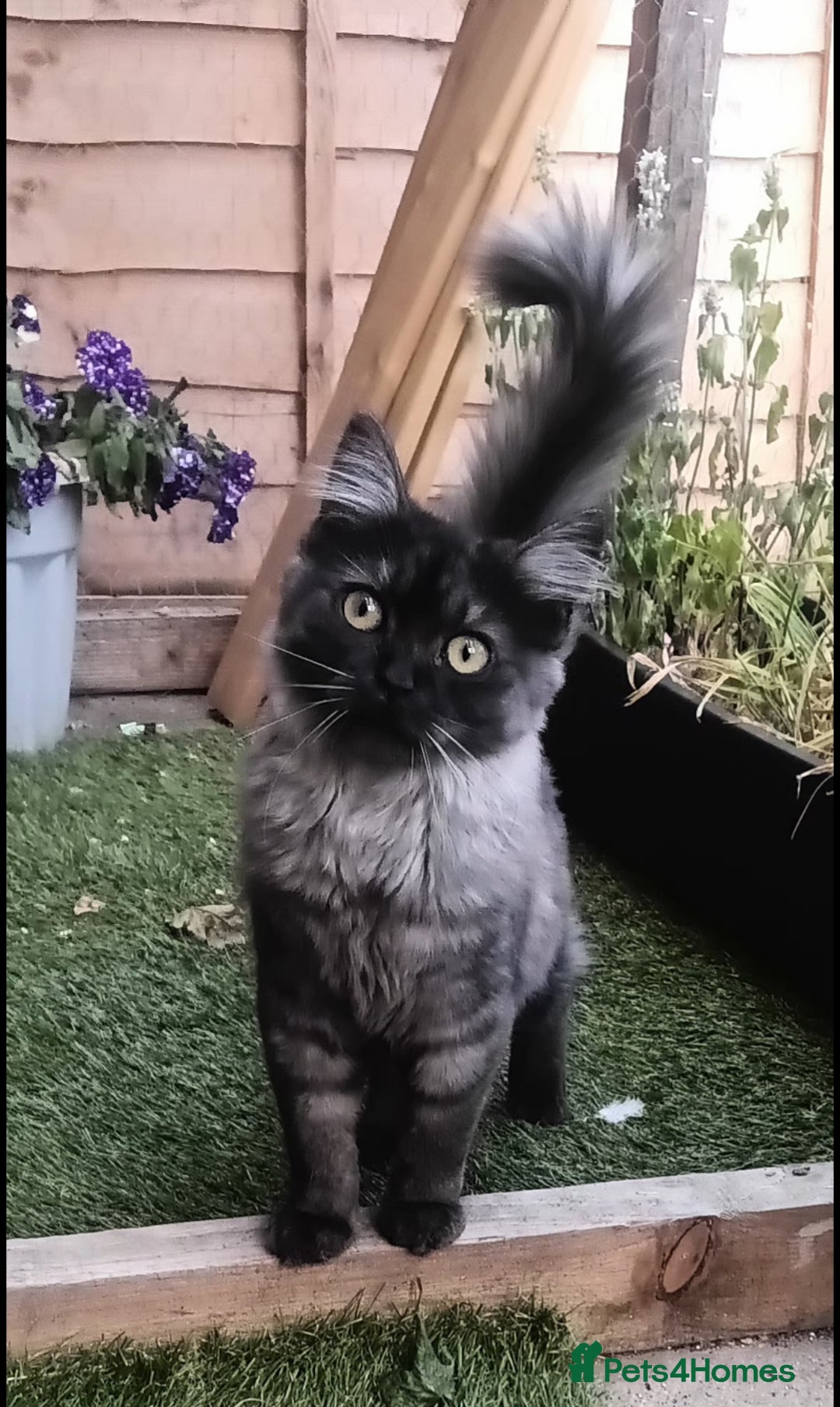 Mixed Breed cats for sale: Beautiful black smoke girl available  - Advert 5