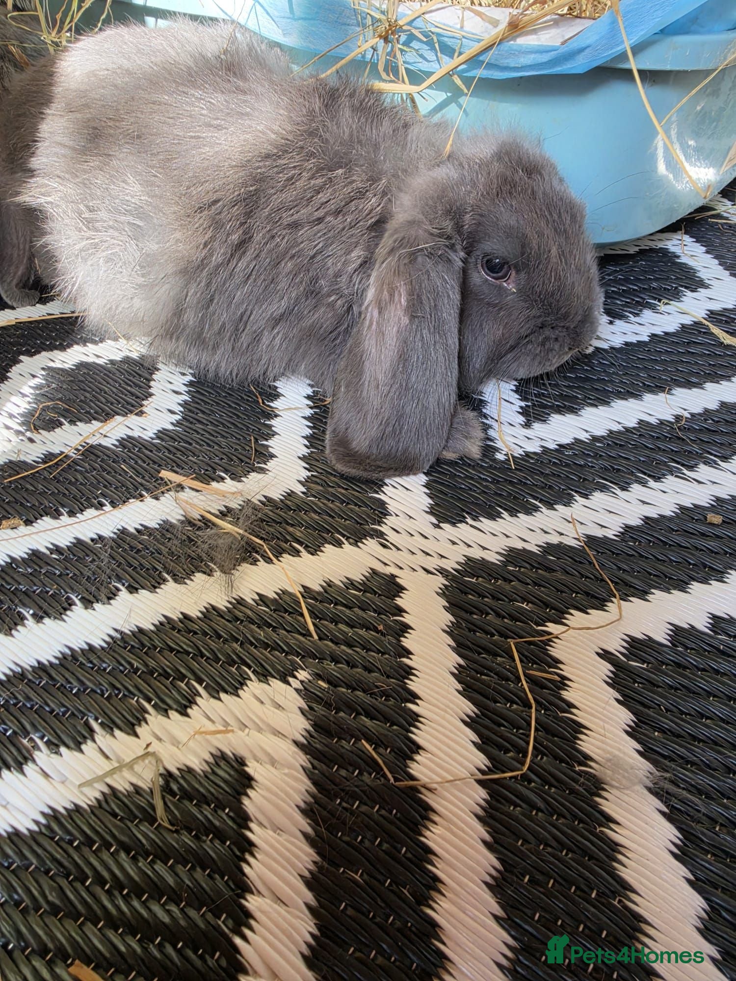 French Lop rabbits French Lops - Advert 1