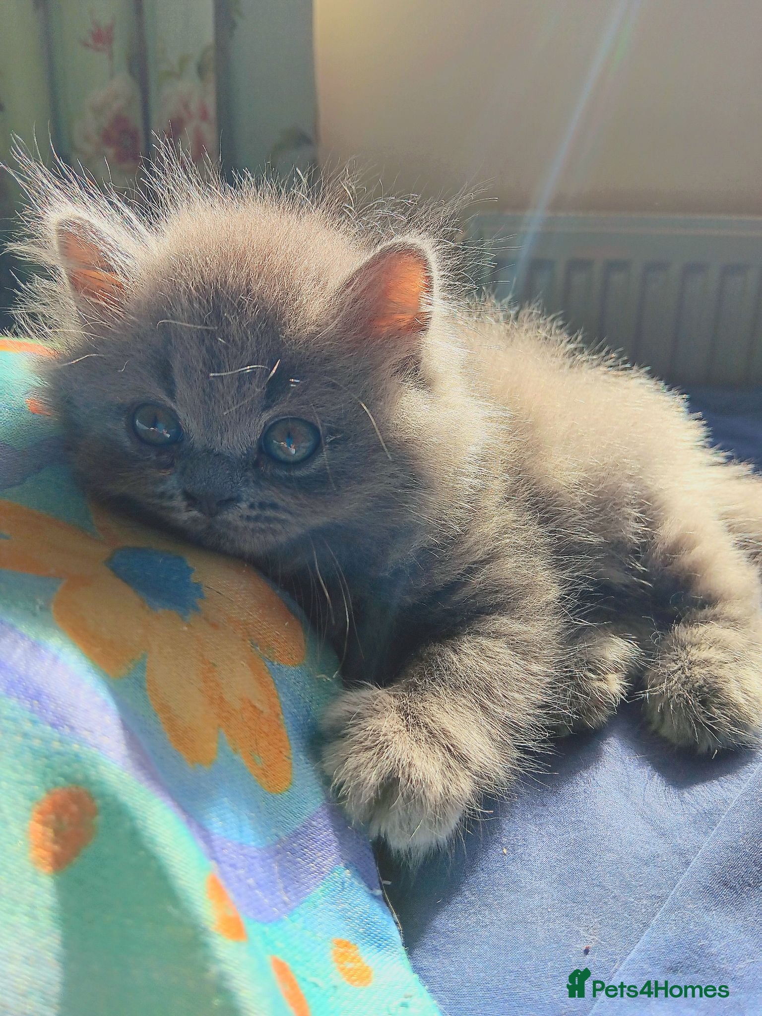British Shorthair cats Blue Kittens – TICA Reg, PKD Tested - Advert 5