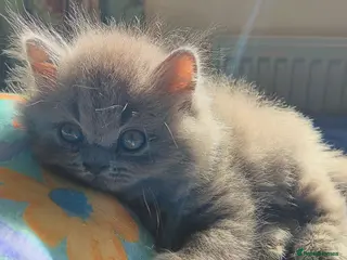 British Shorthair cats Blue Kittens – TICA Reg, PKD Tested - Advert 5