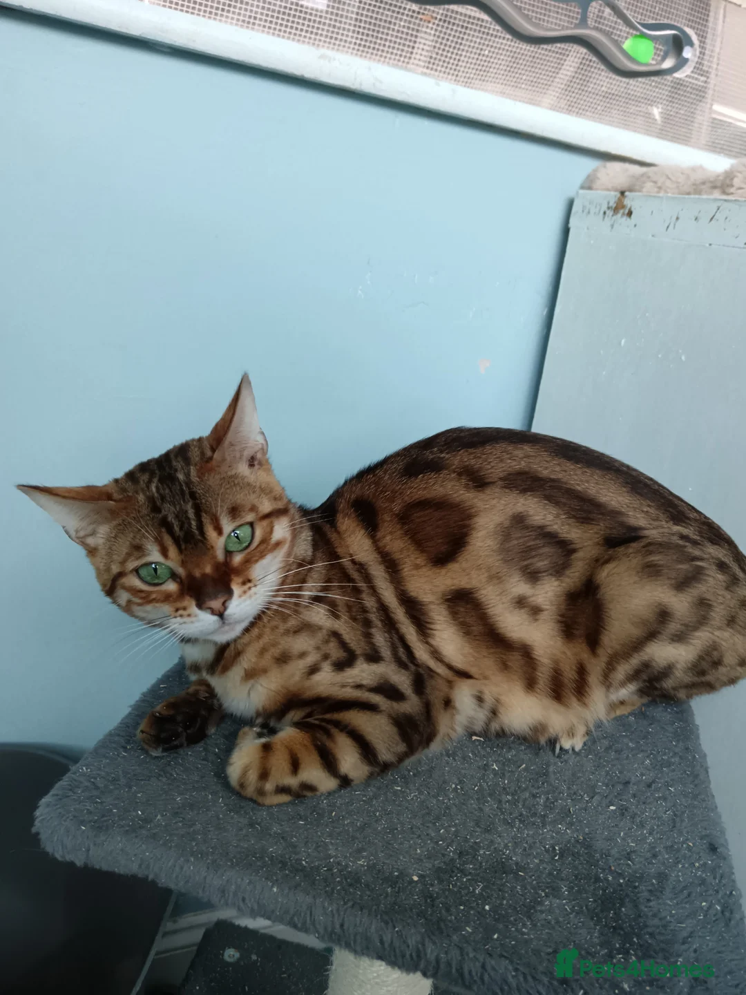 Bengal cats for sale: G6 Pure Tica RG Bengal - Advert 2