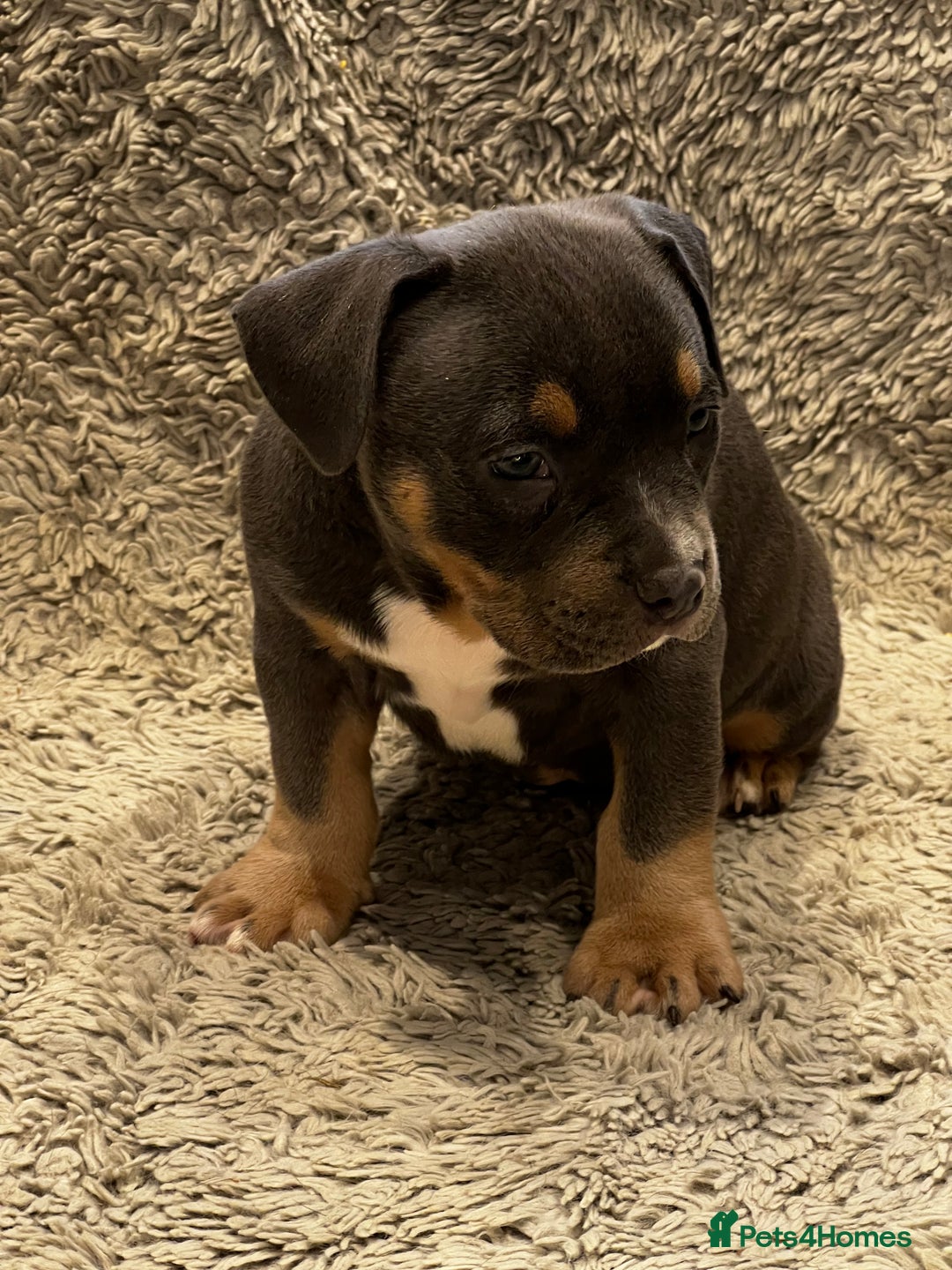 American Bully dogs for sale: 3 Quality American Pocket Bullies - Advert 7