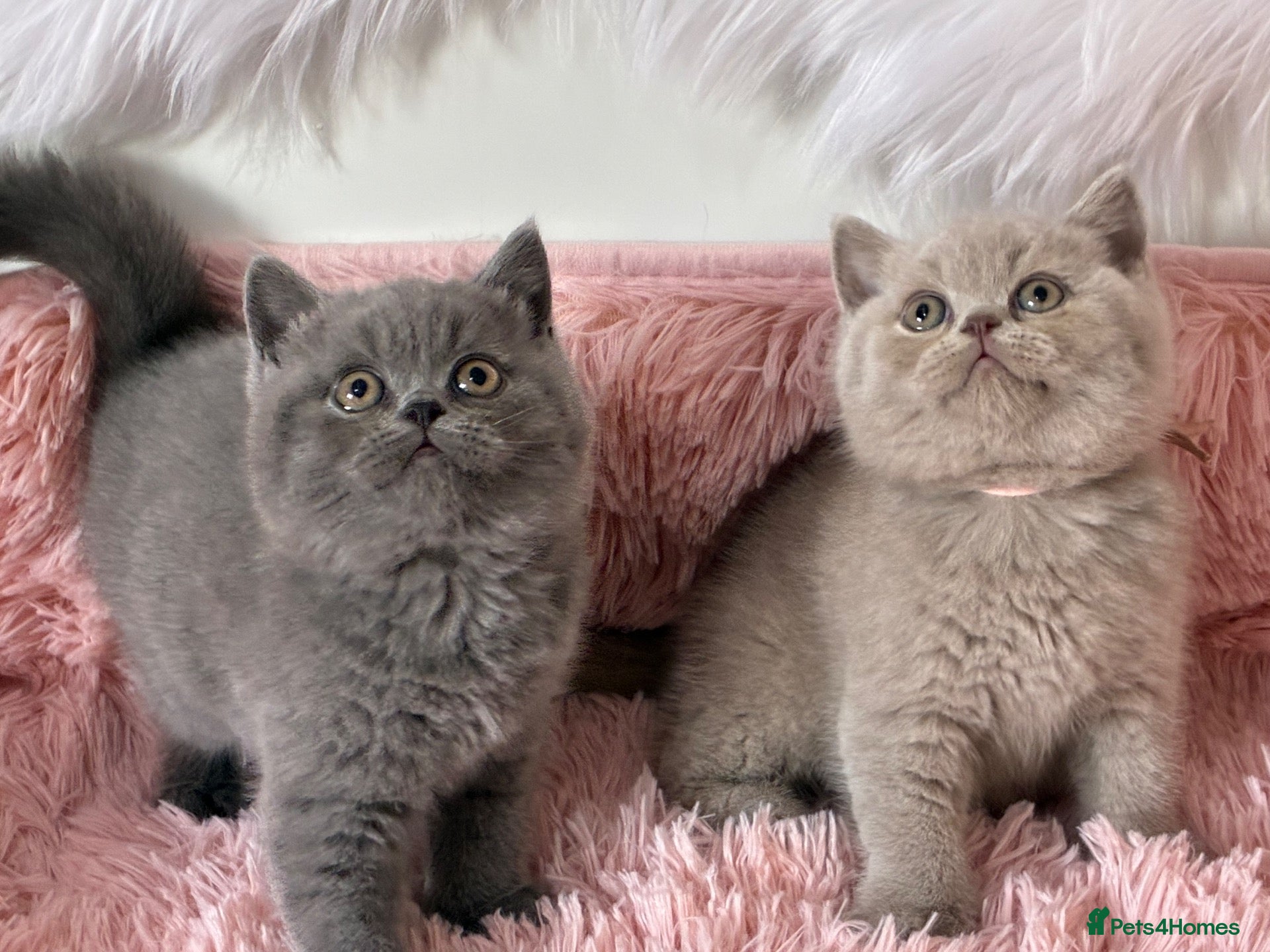 British Shorthair cats 🎃 BRITISH SHORTHAIRS BLUE  LILAC READY HALLOWEEN  - Advert 1