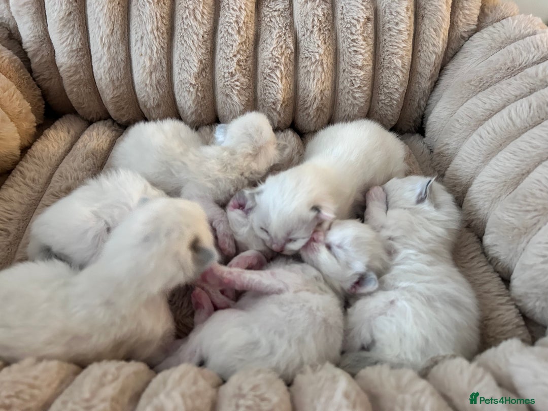 Ragdoll cats for sale: Ragdoll kittens - Image 6