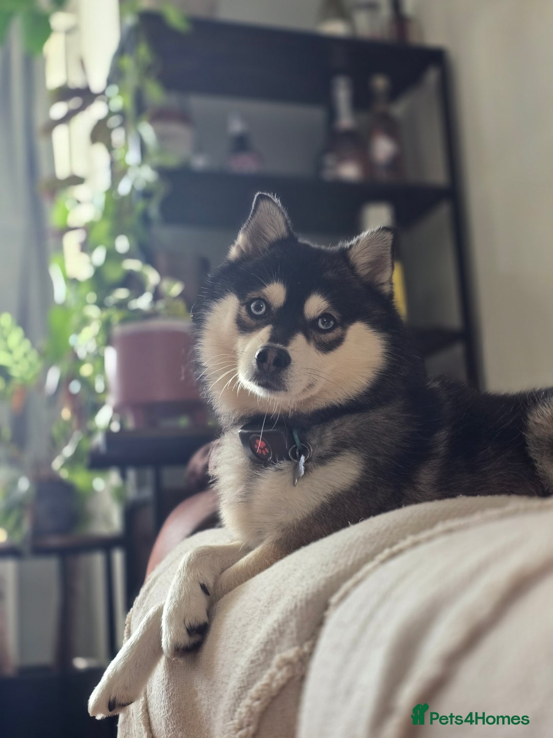 Pomsky dogs for stud: Pomsky Proven Stud | Blue Eyes  - Advert 4