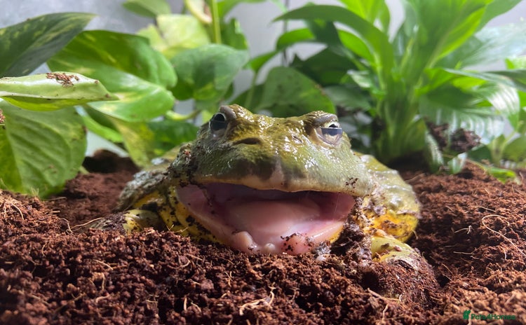 Frog reptiles - Advert 14