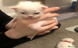Maine Coon cats for sale: White Maine Coon GCCF - Image 4