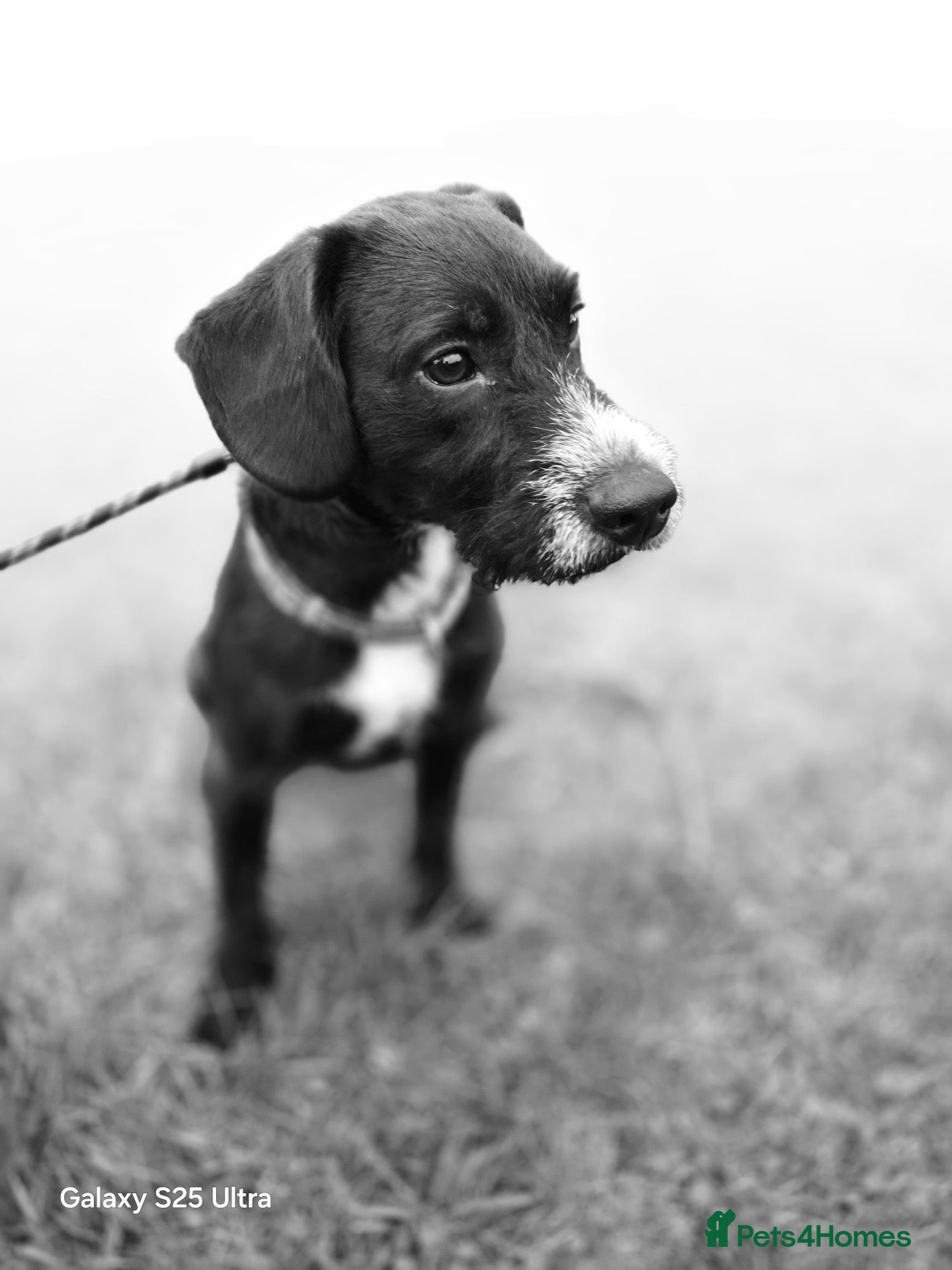 Mixed Breed dogs for sale: Patterdale spaniel for rehoming - Advert 1