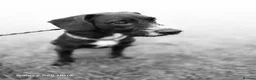 Mixed Breed dogs for sale: Patterdale spaniel for rehoming - Advert 1