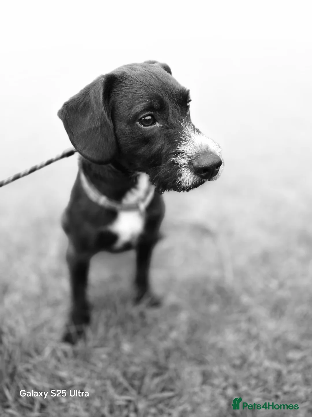 Mixed Breed dogs for sale: Patterdale spaniel for rehoming - Advert 1