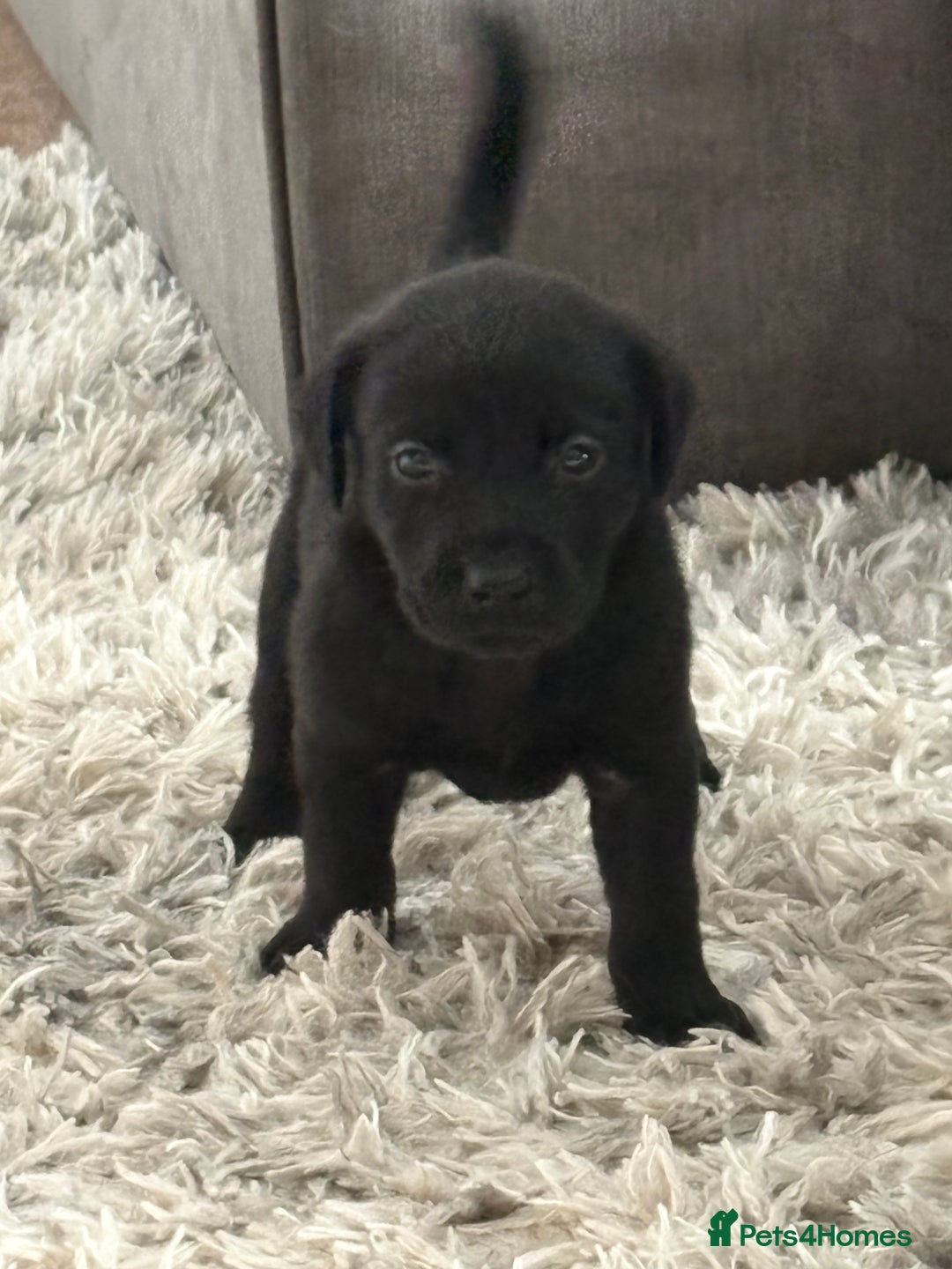 Labrador Retriever dogs for sale: Ready now beautiful Labrador retriever puppies - Image 8