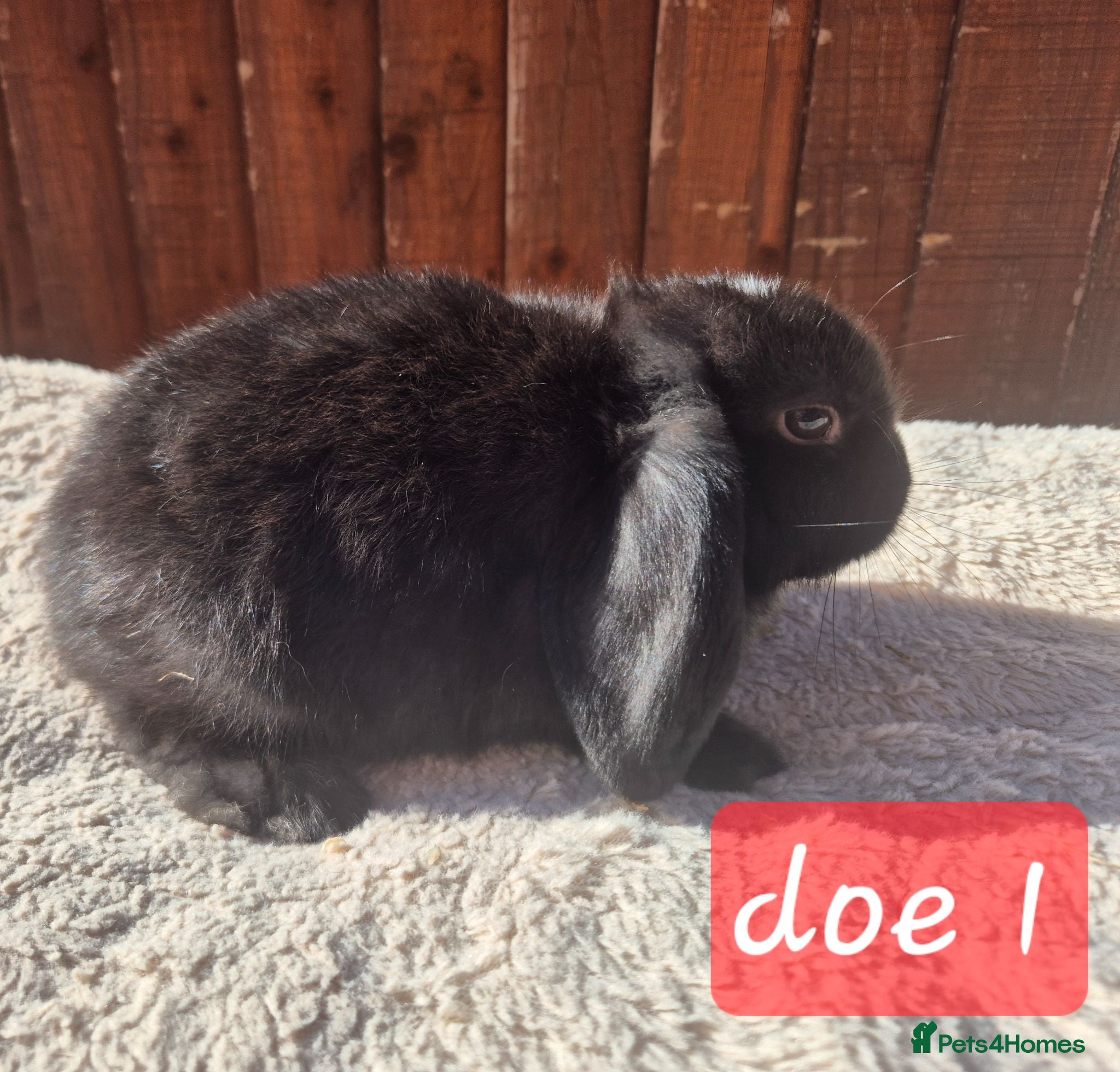 Mini Lop rabbits Gorgeous mini lops ready next week  - Advert 2