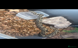 Boa Snake reptiles for sale: Female boa - Hytec IMG 100% het Anery - Image 6