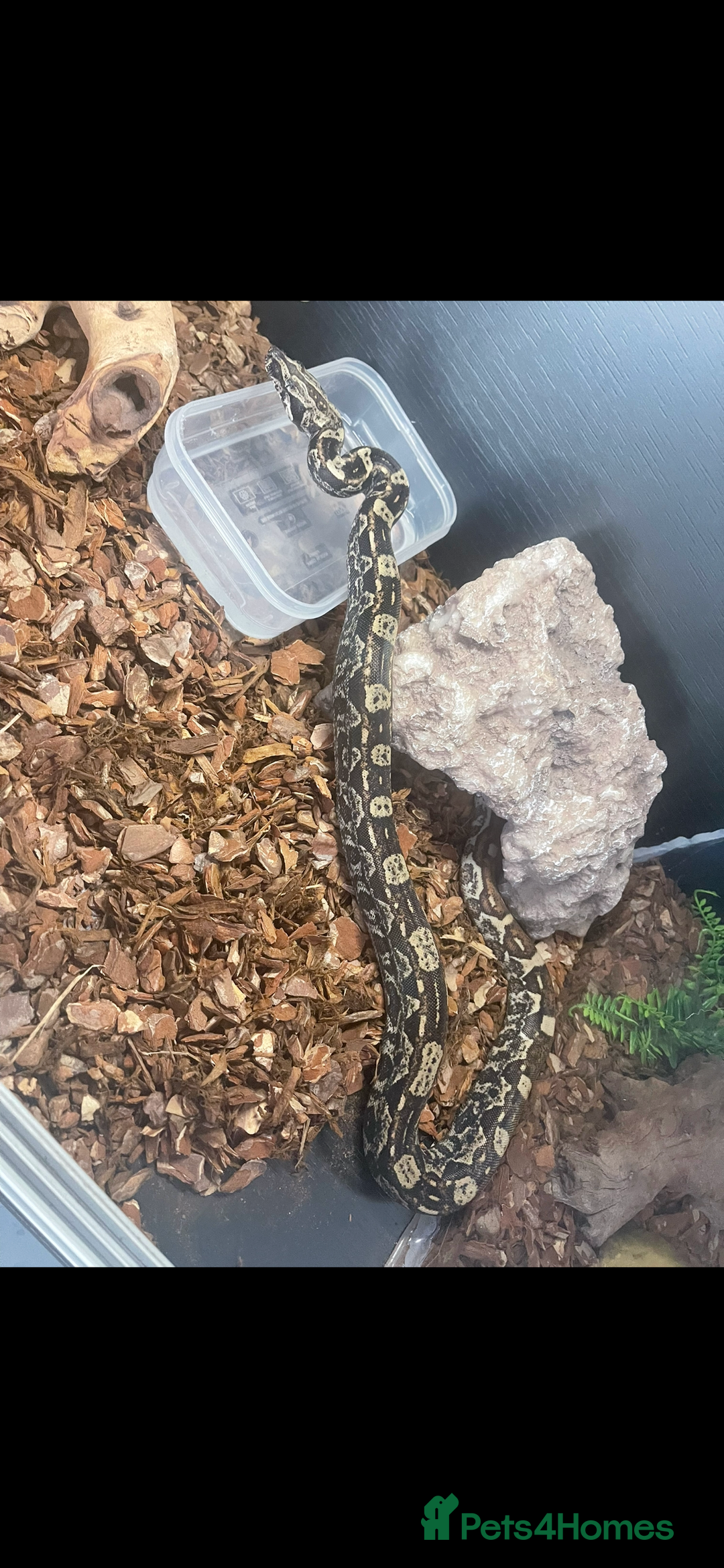 Boa Snake reptiles for sale: Female boa - Hytec IMG 100% het Anery - Image 6